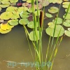 Рогоз грациозный (Typha gracilis)