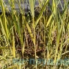 Тростник южный пестролистный (Phragmites australis Variegatus)