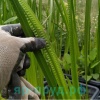 Аир болотный (Acorus calamus)