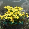 Калужница болотная (Caltha palustris)