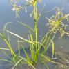 Камыш укореняющийся (Scirpus radicans)