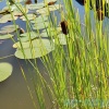 Рогоз лаксмана (Typha laxmannii)