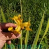 Ирис болотный пестролистный (Iris pseudacorus Variegata )