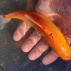 Золотой Линь (Cyprinus tinca auratus)