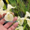 Ирис болотный белый (Iris pseudacorus Japonese Alba)