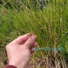 Ситник развесистый (Juncus effusus)