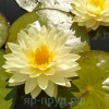 Perrys Double Yellow (Дабл Елоу)