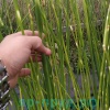 Камыш Зебринус (Scirpus Tabernaemontani variegate Zebrinus)
