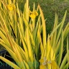 Ирис болотный пестролистный (Iris pseudacorus Variegata )