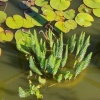 Водная сосёнка (Hippuris vulgaris)