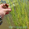 Рогоз лаксмана (Typha laxmannii)
