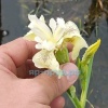 Ирис болотный белый (Iris pseudacorus Japonese Alba)