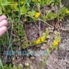 Вербейник монетчатый (Lysimachia nummularia)