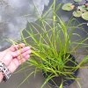 Камыш укореняющийся (Scirpus radicans)