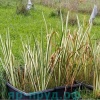Аир болотный Вариегата (Acorus calamus Variegatus)