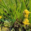 Ирис болотный махровый (Iris Pseudacorus Flore Plena)