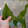 Понтедерия сердцелистная (Pontederia cordata)