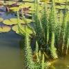 Водная сосёнка (Hippuris vulgaris)