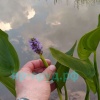 Понтедерия сердцелистная (Pontederia cordata)