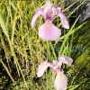 Ирис гладкий Роз Квин (Iris laevigata) Rose Queen