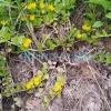 Вербейник монетчатый (Lysimachia nummularia)