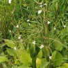 Частуха подорожниковая (Alisma plantago-aquatica)