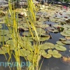 Тростник южный пестролистный (Phragmites australis Variegatus)