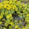 Калужница болотная (Caltha palustris)
