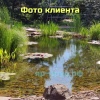 Нимфеи в Тазах 15-20 литров