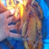 Золотой Линь (Cyprinus tinca auratus)