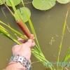 Рогоз грациозный (Typha gracilis)