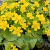 Калужница болотная (Caltha palustris)