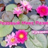 Розовый микс Разина