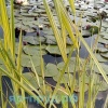 Тростник южный пестролистный (Phragmites australis Variegatus)
