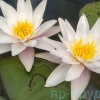 Marliacea Albida (Альбида)