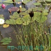 Рогоз карликовый (Typha minima)