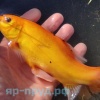 Золотой Линь (Cyprinus tinca auratus)