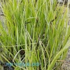 Осока дернистая (Carex cespitosa)