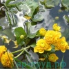Калужница болотная махровая (Caltha palustris plena)