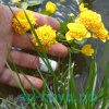 Калужница болотная махровая (Caltha palustris plena)