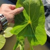 Стрелолист японский махровый (Sagittaria japonica Flore Pleno)