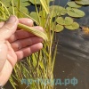 Тростник южный пестролистный (Phragmites australis Variegatus)