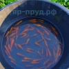 Золотой Линь (Cyprinus tinca auratus)