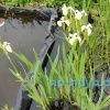 Ирис болотный белый (Iris pseudacorus Japonese Alba)