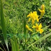 Ирис болотный махровый (Iris Pseudacorus Flore Plena)