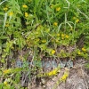 Вербейник монетчатый (Lysimachia nummularia)