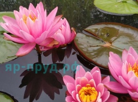 Кувшинка Найджел &mdash; это средняя нимфея с розовыми цветками 8-12см, чашевидной формы, возвыша...