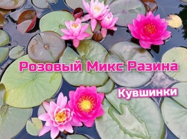 Розовый микс Разина это разные розовые кувшинки, получившиеся при селекции.
