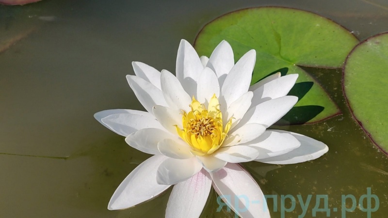 Marliacea Albida (Альбида)