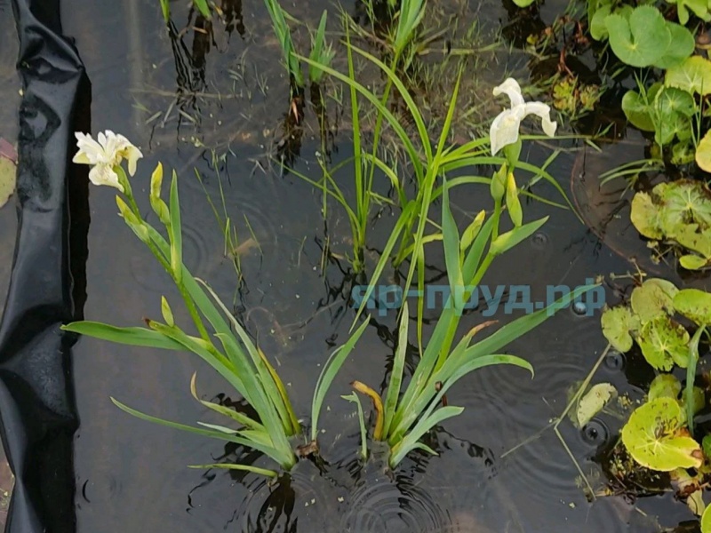 Ирис болотный белый (Iris pseudacorus Japonese Alba)
